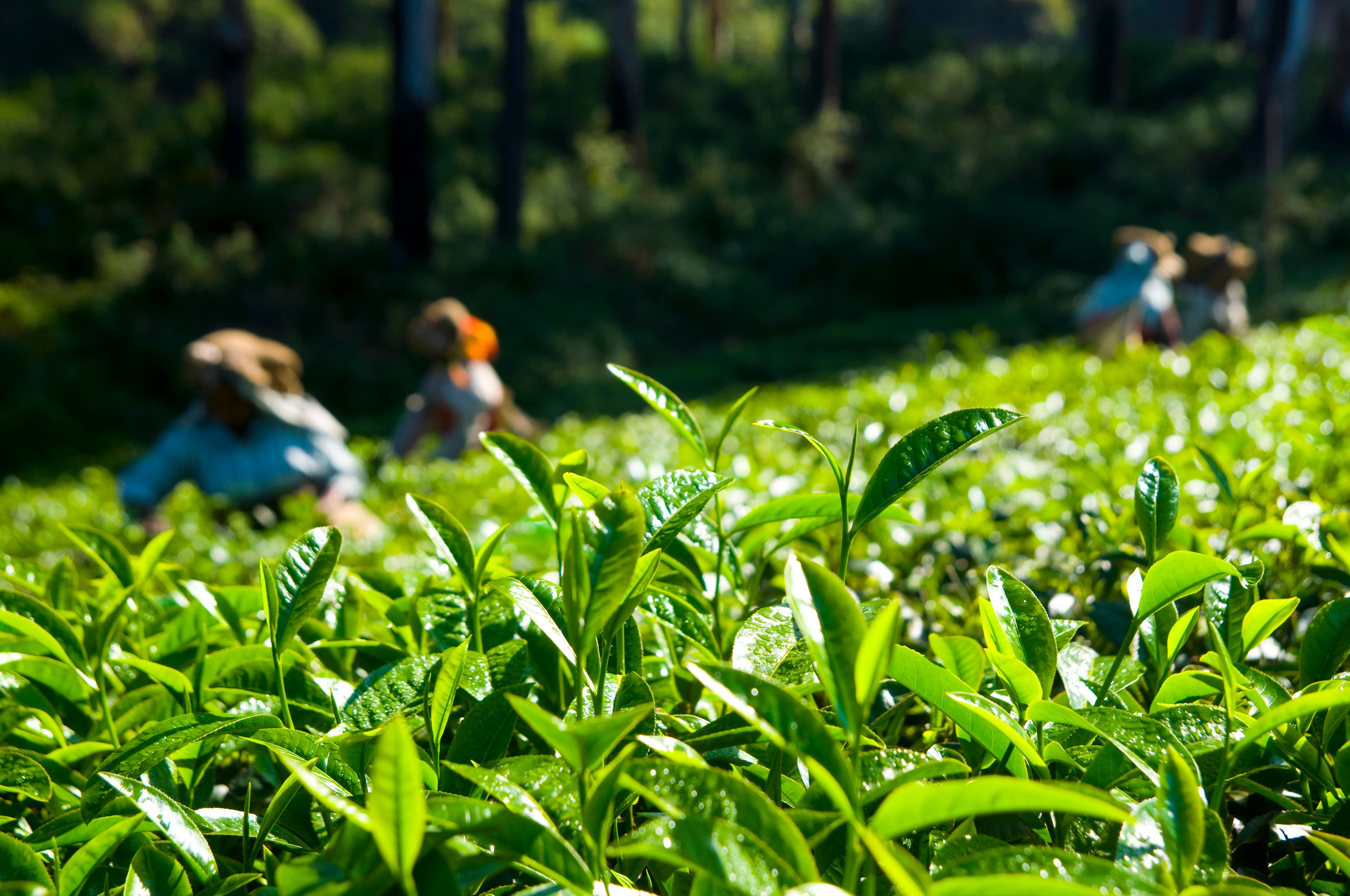 Best Time to Visit Tea Plantations